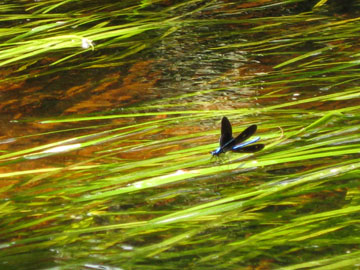 A damsel fly streatching its wings to catch a little warming sun. 